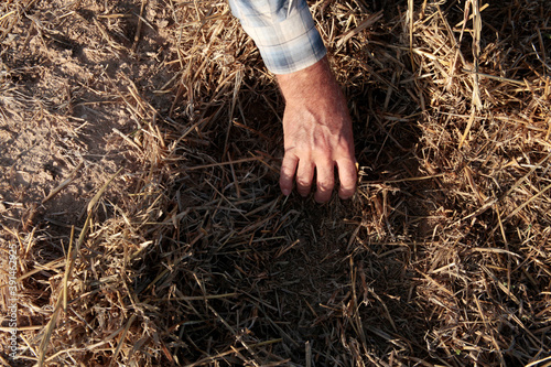 Senior man examines his farm.