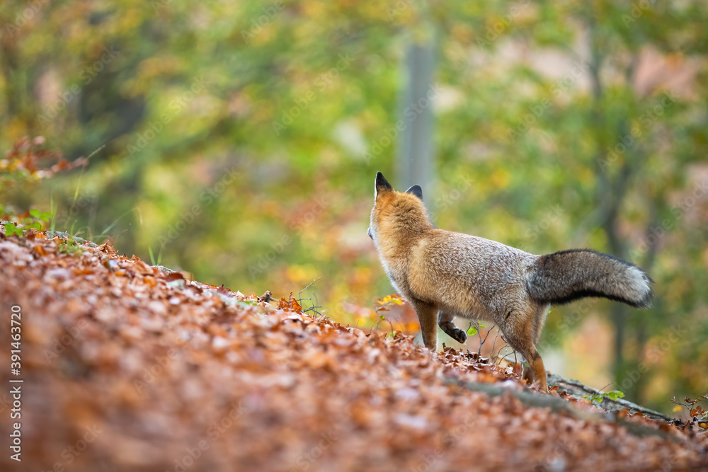 Red fox, vulpes vulpes, standing in colorful forest from back and looking away in autumn nature. Rear view of wild predator watching on leaves from behind with copy space.