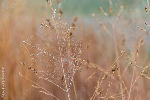 spider net in foggy landscape with drop of water