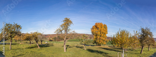 orchard tree landscape in autumn after harvest photo