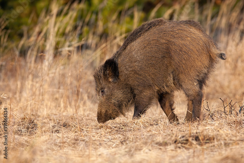 Wild boar, sus scrofa, digging with snout on dry meadow in autumn nature. Mammal with dark dirty fur sniffing on field in fall. Brown hairy hog walking on pasture.