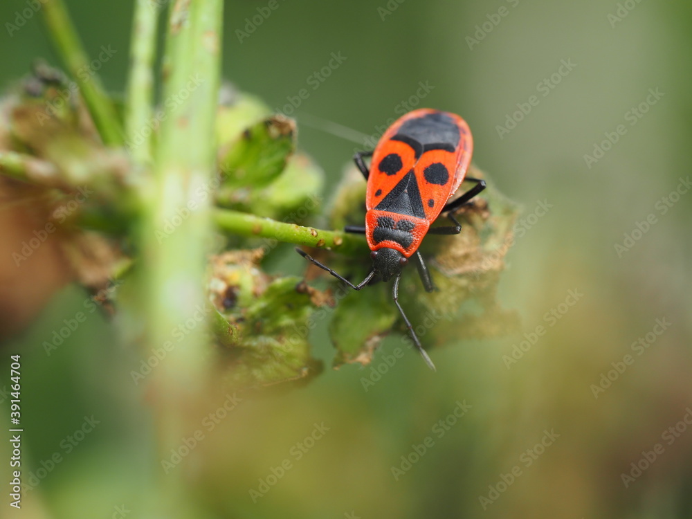 Gemeine Feuerwanze (Pyrrhocoris apterus) auf Pflanze Gemeine Feuerwanze (Pyrrhocoris apterus) auf Pflanze