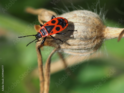 Gemeine Feuerwanze (Pyrrhocoris apterus) auf Pflanze
