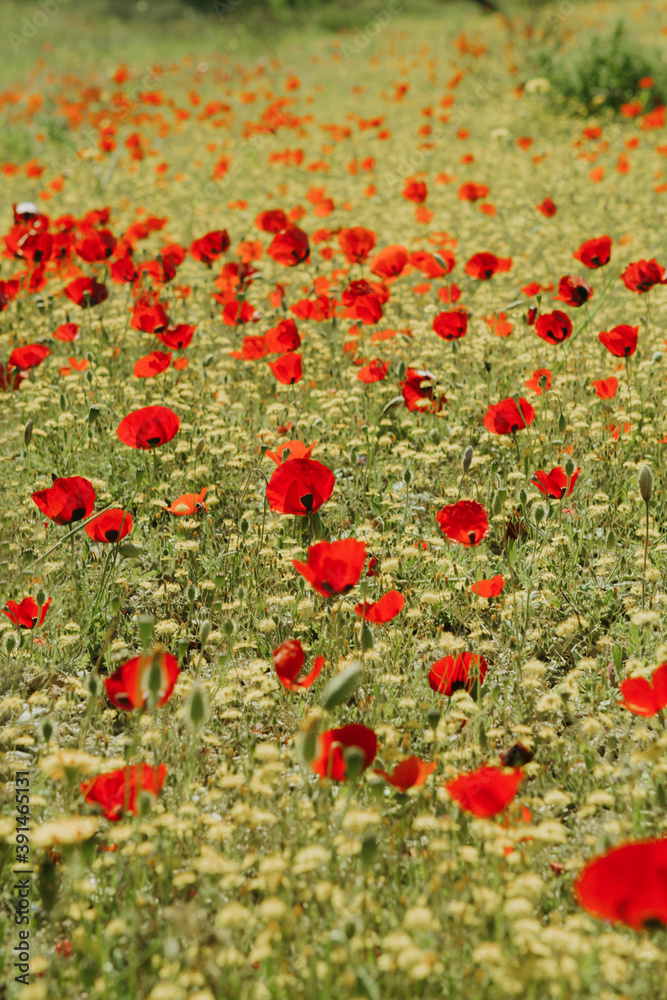 Red poppies in wildflower field