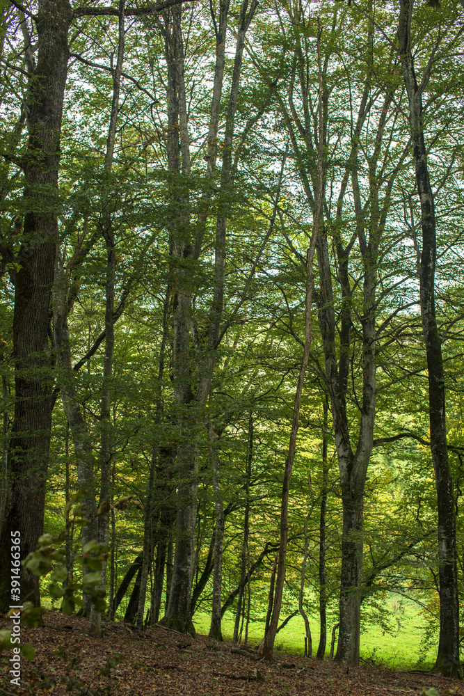 Forêt domaniale de Rignat, France