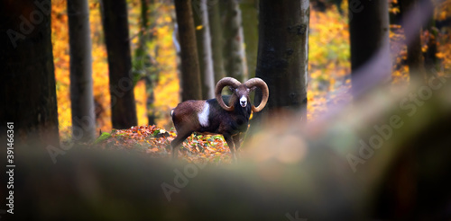 Mouflon male with herd in autumn forest.