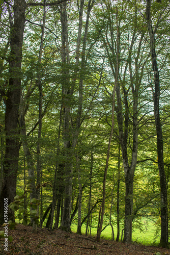 Forêt domaniale de Rignat, France