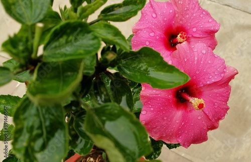 beautiful background of orange  pink and red hibiscus flowers from my nursery in home