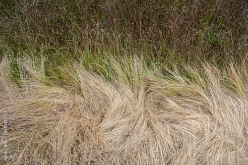 Field of dry summer grasses.