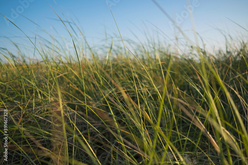 Windswept grasses, surface level view.