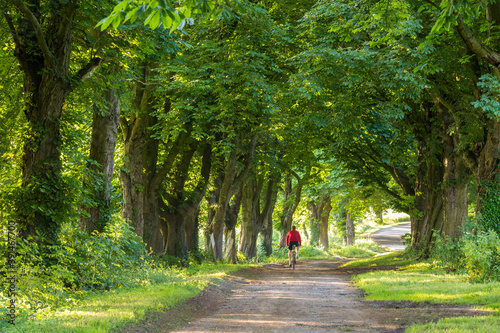 Rear view of person cycling through avenue of horse chestnut trees, Gloucestershire, UK.