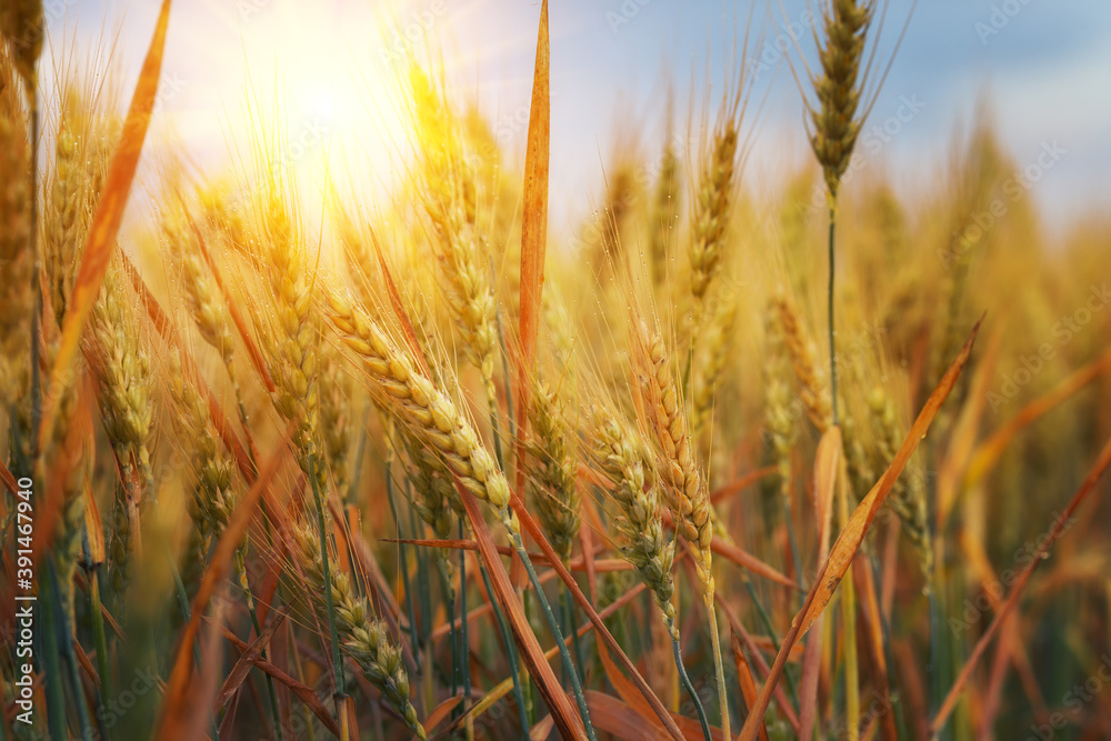 Obraz premium Gold wheat field and blue sky