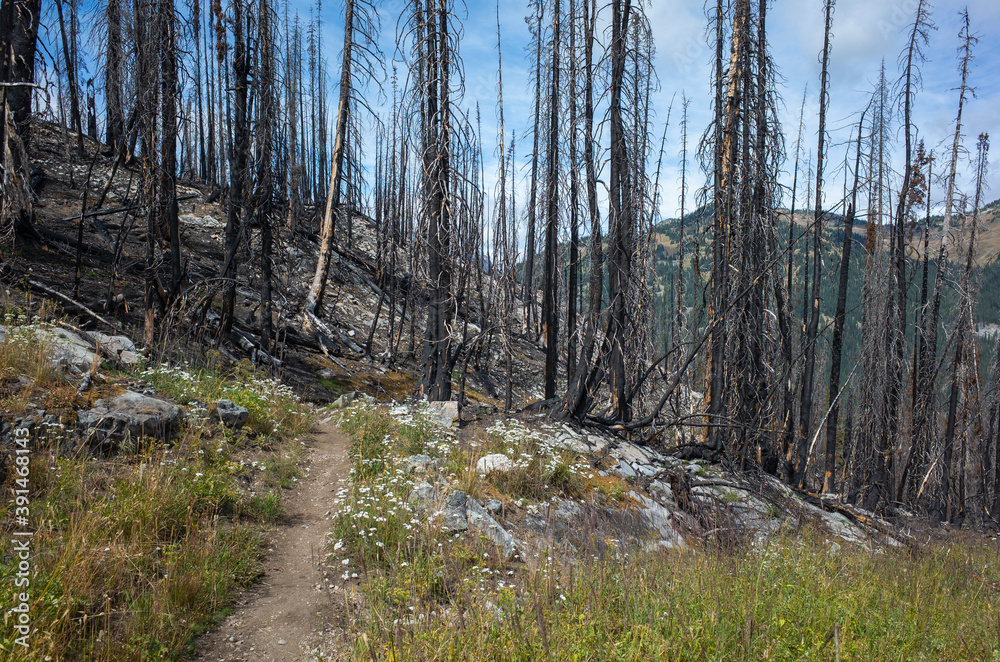 Fire damaged trees and forest along the Pacific Crest Trail Fire damaged trees and forest along the Pacific Crest Trail