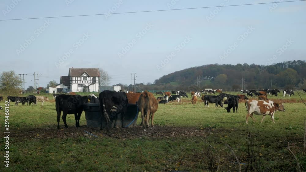 Herd of cows, late afternoon, in British landscape with farm house in the background Herd of cows, late afternoon, in British landscape with farm house in the background