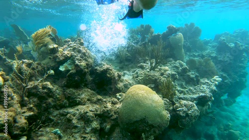 Legs with swimfins swimming above a coral reef.Caribbean sea,Culebra island,Puerto Rico. photo