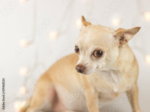brown short hair Chihuahua dog sitting on white background with Christmas lights, looking sideway at camera. Pet's health or behavior concept.
