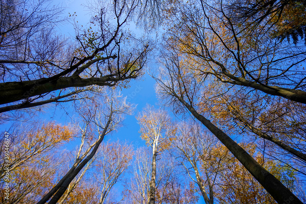 Obraz premium Baumkronen im Herbst