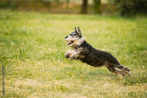Miniature Schnauzer Dog Or Zwergschnauzer Funny Fast Running Outdoor In Summer Grass