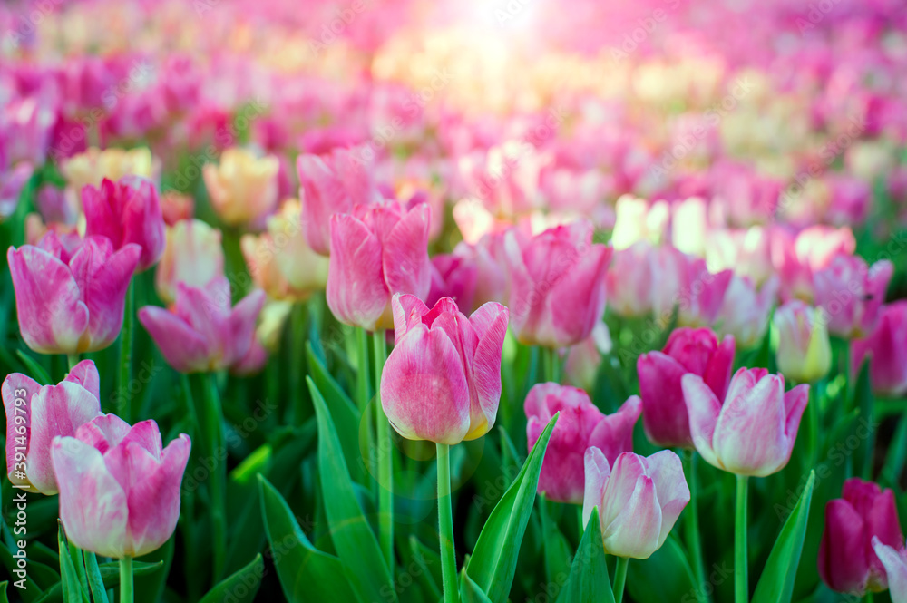 Fresh pink blooming tulips flowers garden with sun light
