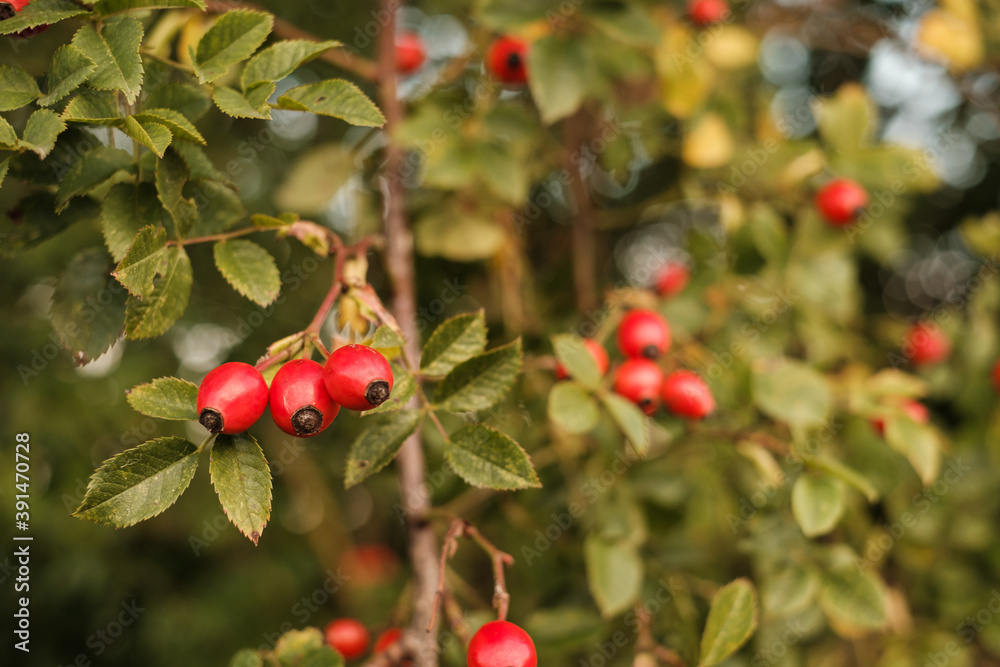 Rote Hagebutten im Strauch einer Heckenrose (lat. Rosa canina) Rote Hagebutten im Strauch einer Heckenrose (lat. Rosa canina)