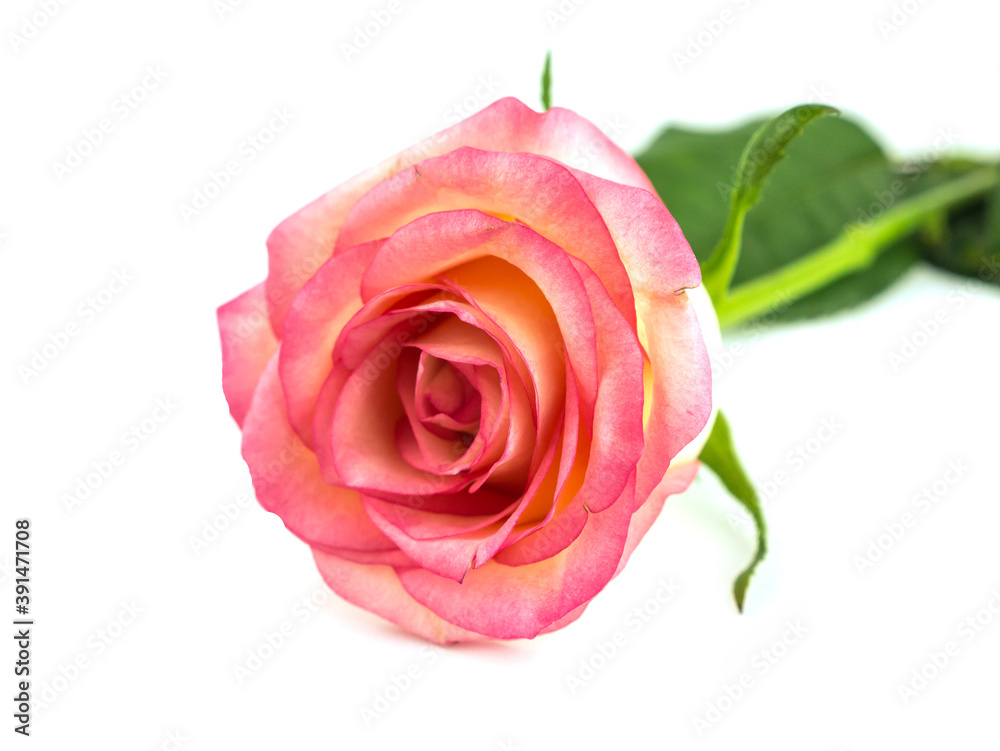 Pink rose on a white background, isolate. Opened rose flower. Selective focus, shallow depth of field Pink rose on a white background, isolate. Opened rose flower. Selective focus, shallow depth of field