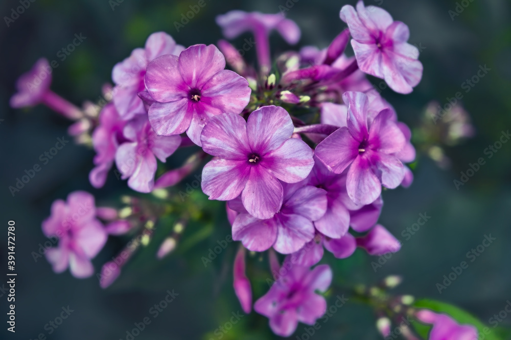 Fototapeta premium Morning field background with wild flowers. Wild flowers in a meadow nature.