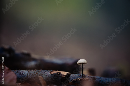 Selective shot of a mushroom grown on a tree trunk on a blurred background photo