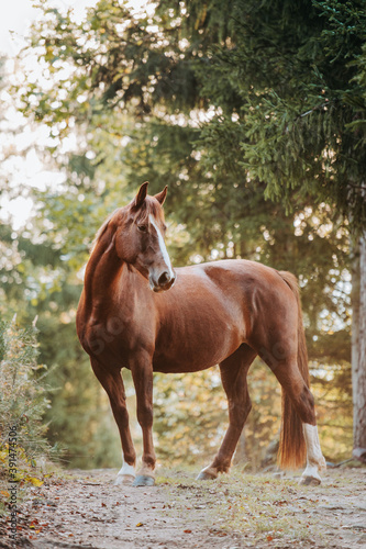 Healthy beautiful chestnut welsh horse pony in autumn season outside on pasture. © Eliška