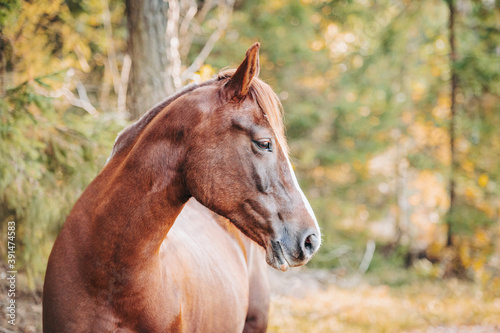 Healthy beautiful chestnut welsh horse pony in autumn season outside on pasture.