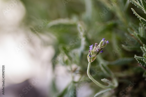 Purple flowers of the lavender plant 