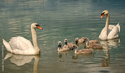 Beautiful family of swans on the lake