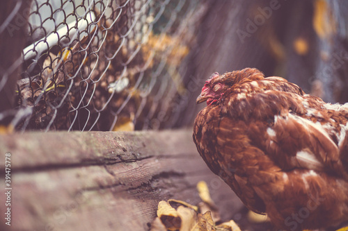 Chicken near net fence in yard. Brown hen standing near chain link fence on autumn day on yard on ranch © Anton Dios