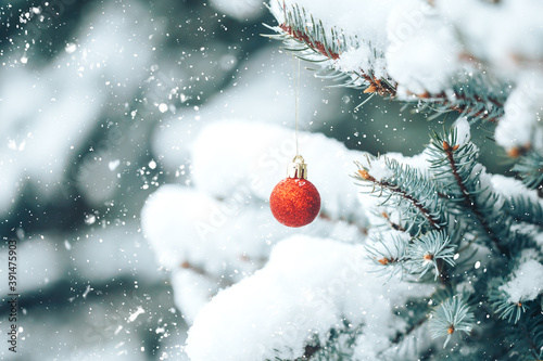 Red ball hangs on a branch of a Christmas tree. Photo for greeting cards. Christmas mood. White snow lies on the branches of a Christmas tree.