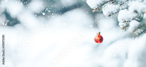 Red ball hangs on a branch of a Christmas tree. Photo for greeting cards. Christmas mood. White snow lies on the branches of a Christmas tree. Long banner.