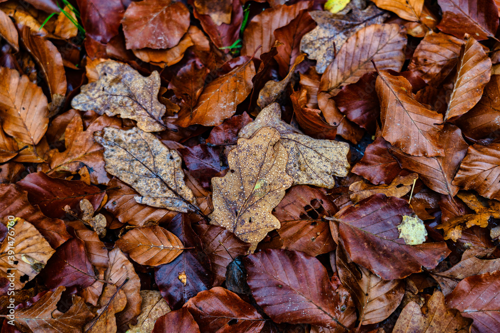 Herbstlaub mit Wassertropfen Herbstlaub mit Wassertropfen