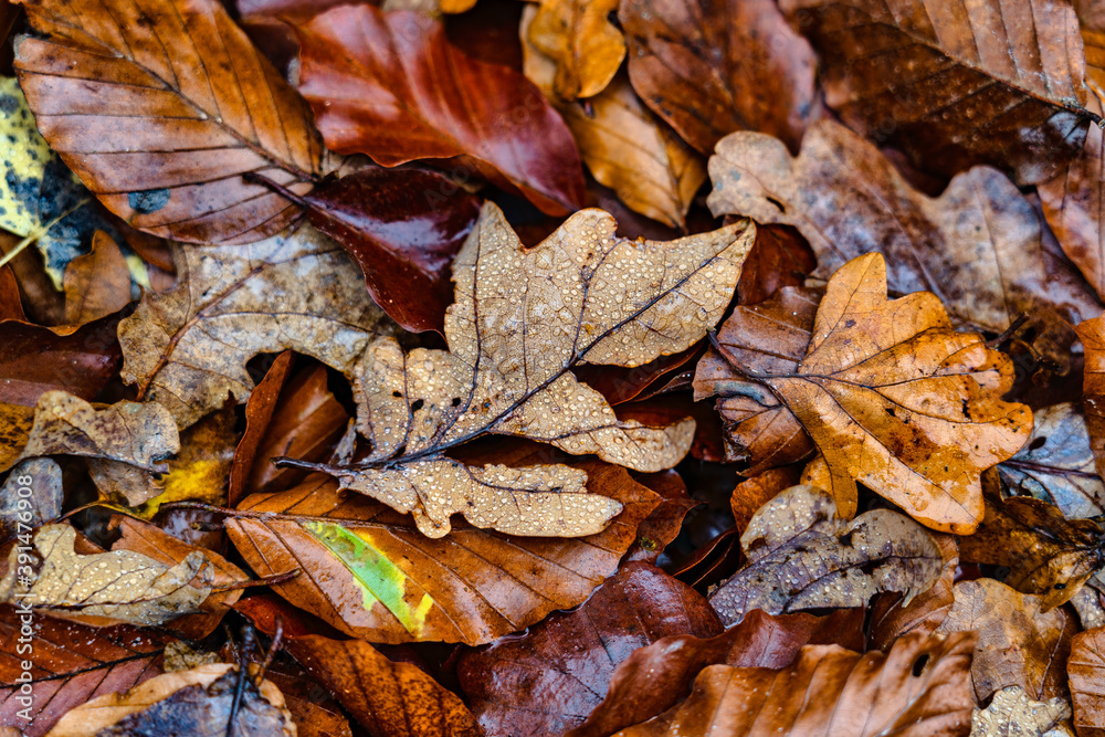 Herbstlaub mit Wassertropfen Herbstlaub mit Wassertropfen