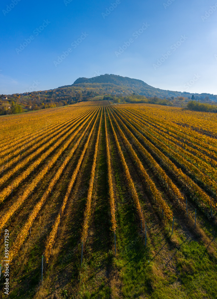 Tapolca, Hungary - Cultivated  rows of vines at the foot of St. George's mountain glowing in gold, warm autumn colors.