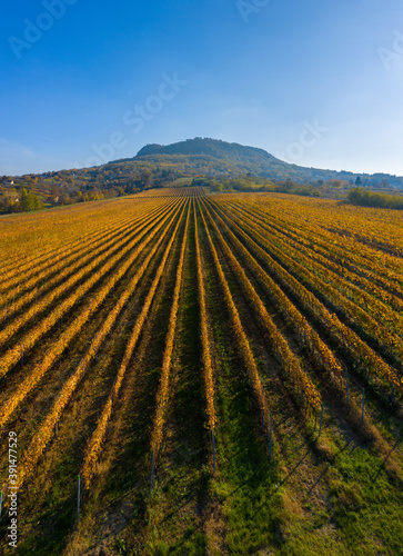 Tapolca  Hungary - Cultivated  rows of vines at the foot of St. George s mountain glowing in gold  warm autumn colors.