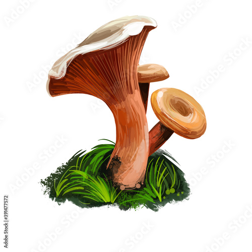 Lactarius deterrimusm, false saffron or orange milkcap mushroom closeup digital art illustration. Colorful orange fungi. Mushrooming season, plant of gathering plants growing in woods and forests photo