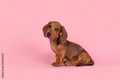 Cute badger dog puppy looking at the camera sitting on a pink background © Elles Rijsdijk