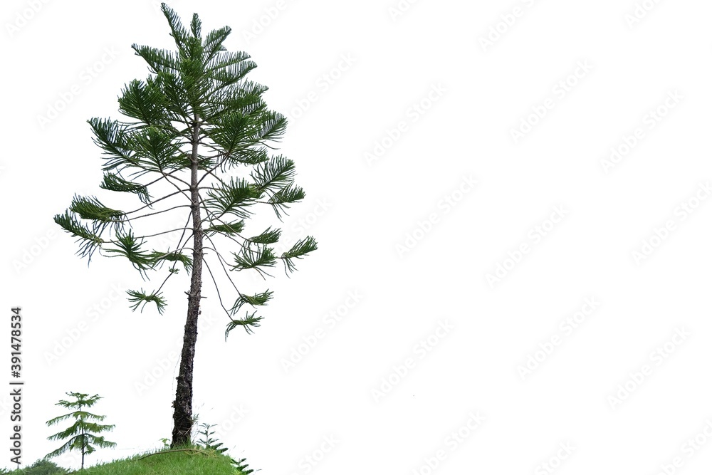 A pine tree trunk with leaves branches on white isolated background for green foliage backdrop and copy space A pine tree trunk with leaves branches on white isolated background for green foliage backdrop and copy space
