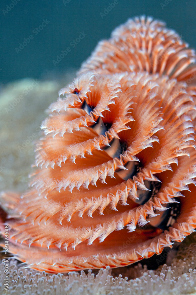 Spirobranchus giganteus, Christmas tree worms Stock Photo Adobe Stock