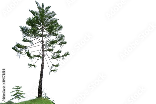 A pine tree trunk with leaves branches on white isolated background for green foliage backdrop and copy space 
