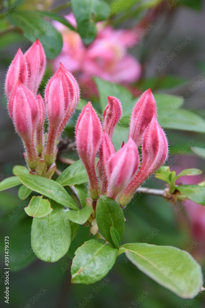 Closeup of Pink and Sweet Azalea, Viscosum Azalea, broadleaf evergreen shrub with fragrant light pink trumpet-shaped flowers. Closeup of Pink and Sweet Azalea, Viscosum Azalea, broadleaf evergreen shrub with fragrant light pink trumpet-shaped flowers.