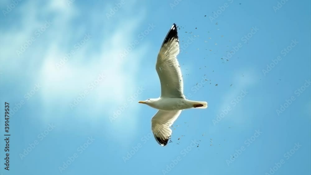 Seagull in flight against blue sky, seamless loop.mov Seagull in flight against blue sky, seamless loop.mov