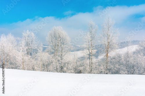 trees in hoarfrost on a snow covered meadow. wonderful wintertime scenery on the frosty morning in mountains. sunny weather with blue sky. true winter landscape