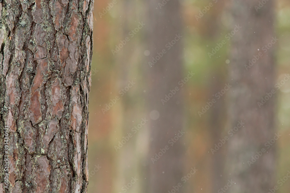 Closeup of a pine trunk in pine forest Closeup of a pine trunk in pine forest