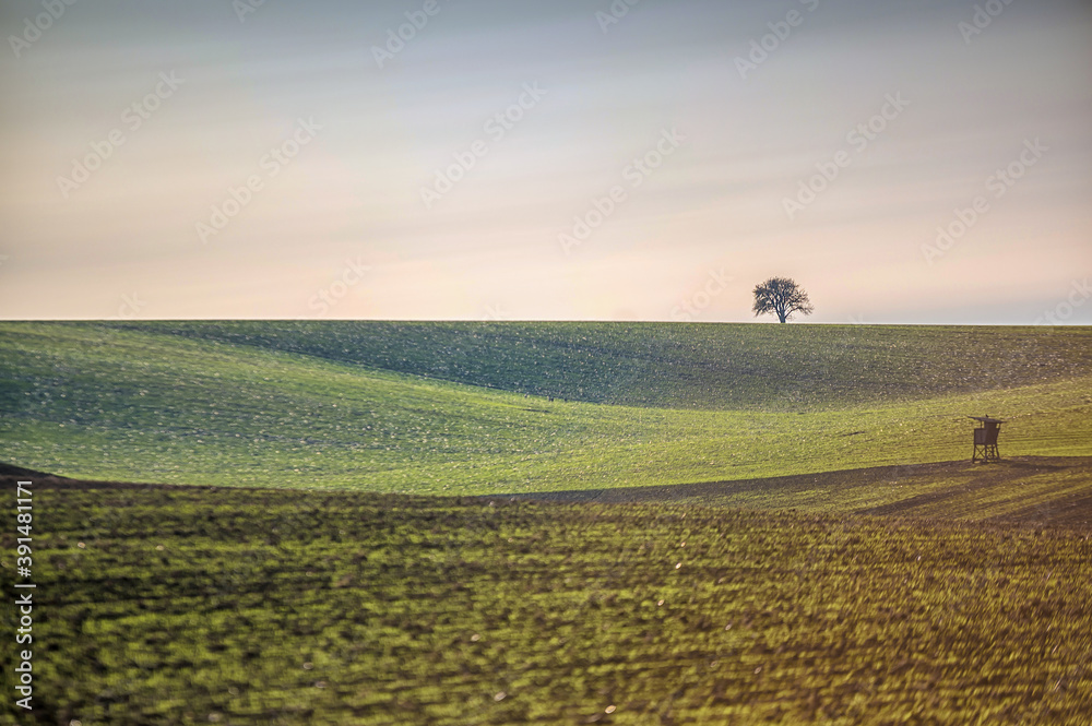Ländliche Landschaft mit einem Baum in einer minimalistischen melancholisch wirkenden Fotografie