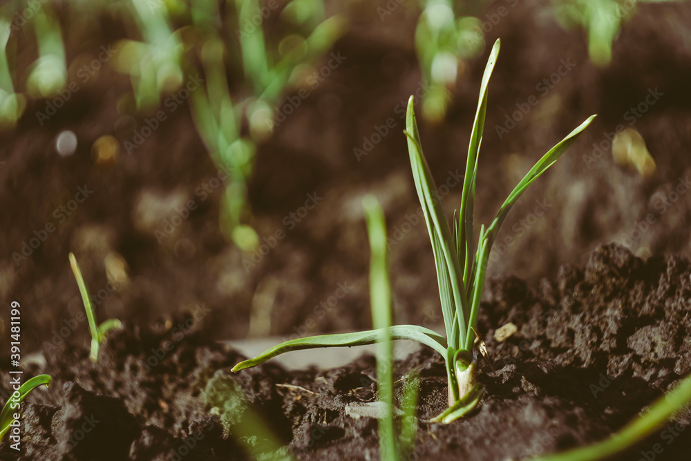 green grass in the garden. green grass in the garden.