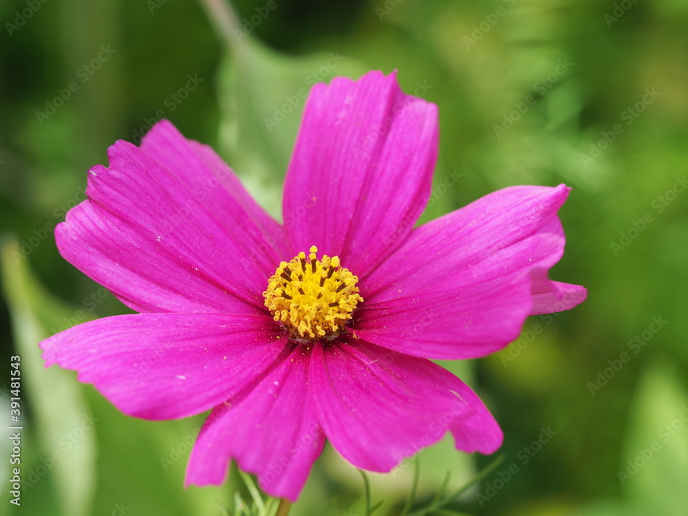 Farbenprächtige Schmuckkörbchen bzw. Kosmeen (Cosmos bipinnatus) Farbenprächtige Schmuckkörbchen bzw. Kosmeen (Cosmos bipinnatus)